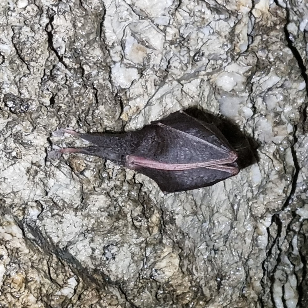 Fledermaus zusammengefaltet
