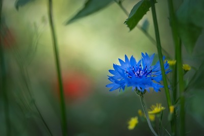 Kornblume / © Mariya Muschard/Pixabay.com/Pixabay License Kornblume