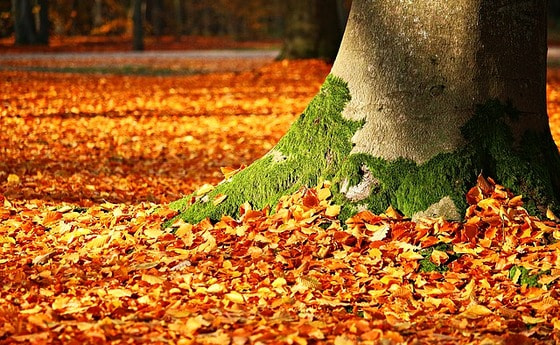 Herbst 