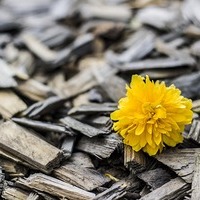 Löwenzahnblüte