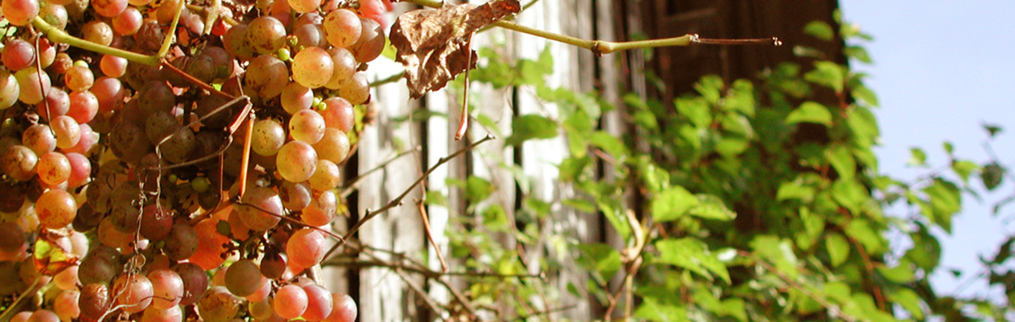           Herbst in Schwertberg
